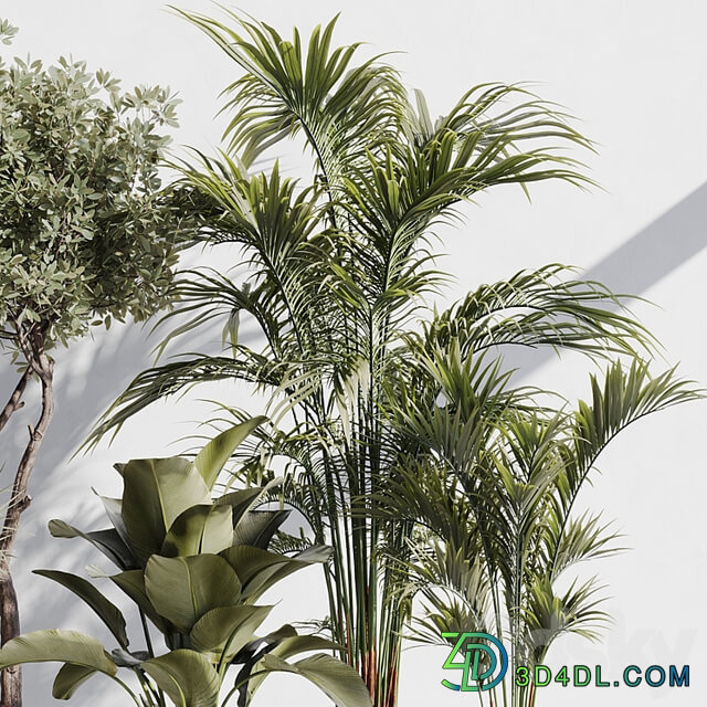 indoor plant set 78