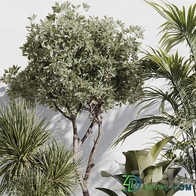 indoor plant set 78