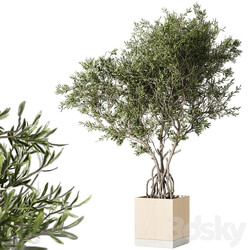 Indoor living plant in a pot 05 
