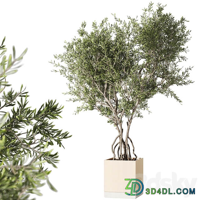 Indoor living plant in a pot 05