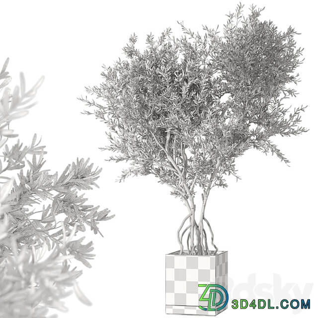 Indoor living plant in a pot 05