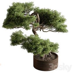 indoor Plant 626 Bonsai Plant 