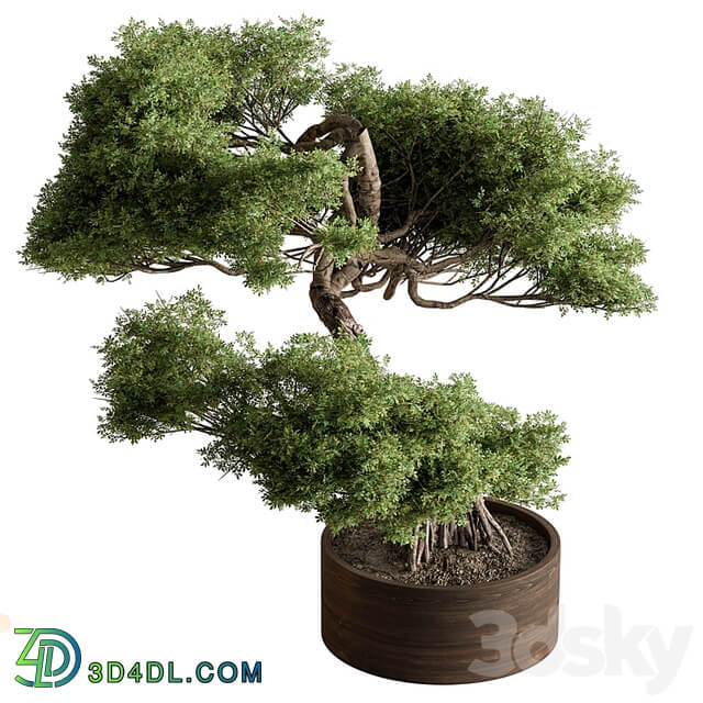 indoor Plant 626 Bonsai Plant