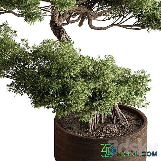 indoor Plant 626 Bonsai Plant