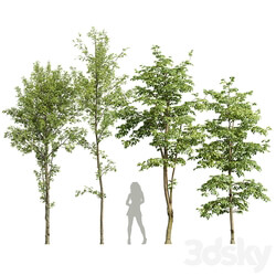 Alnus Glutinosa and Carpinus Betulus 
