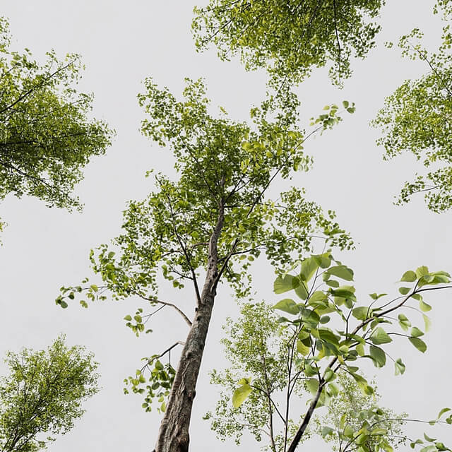 Alnus Glutinosa and Carpinus Betulus