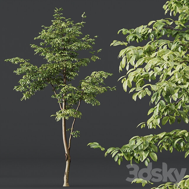 Alnus Glutinosa and Carpinus Betulus