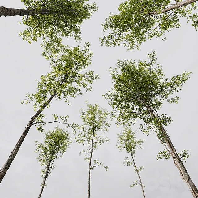 Alnus Glutinosa and Carpinus Betulus