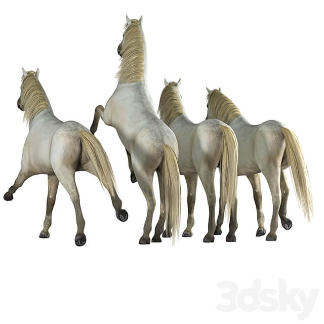 Horse in 04 Poses