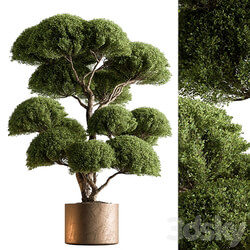 Indoor Plant 638 Topiary Ball 