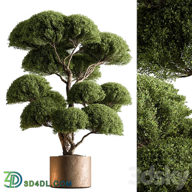 Indoor Plant 638 Topiary Ball