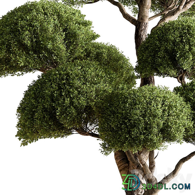 Indoor Plant 638 Topiary Ball