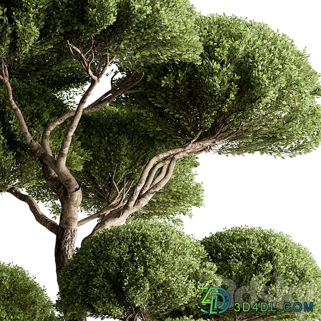 Indoor Plant 638 Topiary Ball