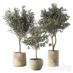 Olive Tree Indoor Plants Set.85 