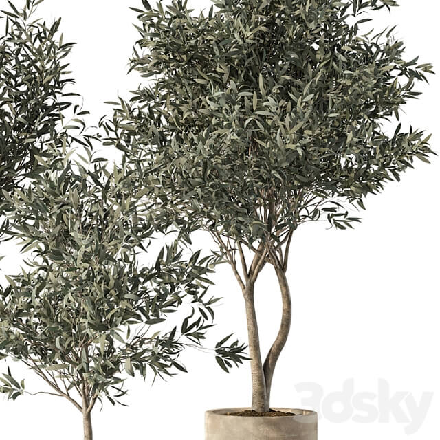 Olive Tree Indoor Plants Set.85