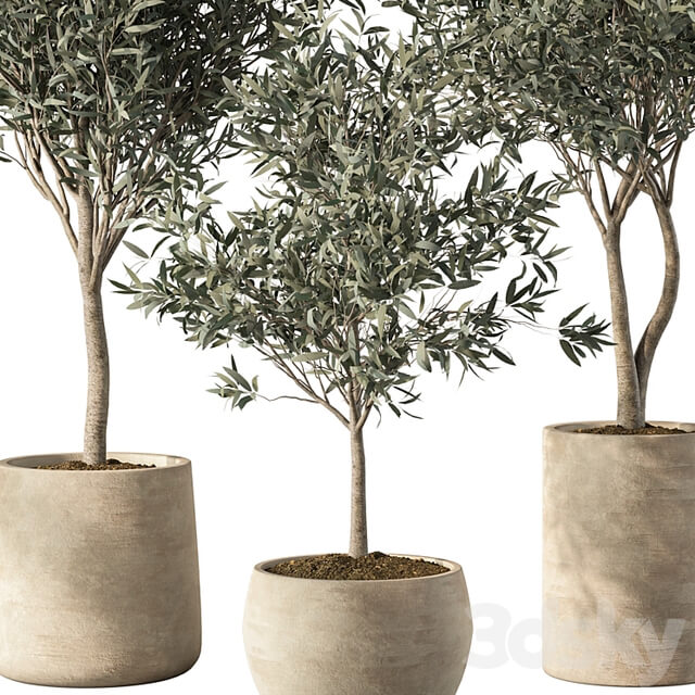 Olive Tree Indoor Plants Set.85