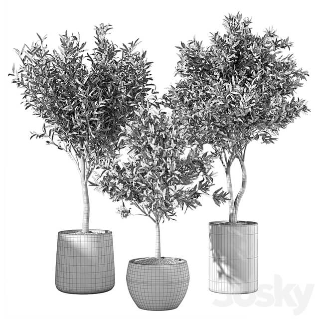 Olive Tree Indoor Plants Set.85
