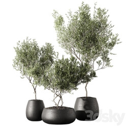 Set of indoor living plants in pots 13 
