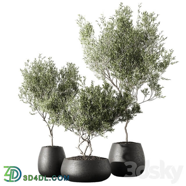 Set of indoor living plants in pots 13