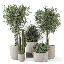 Indoor Plants in rusty Concrete Pot Set 1911 