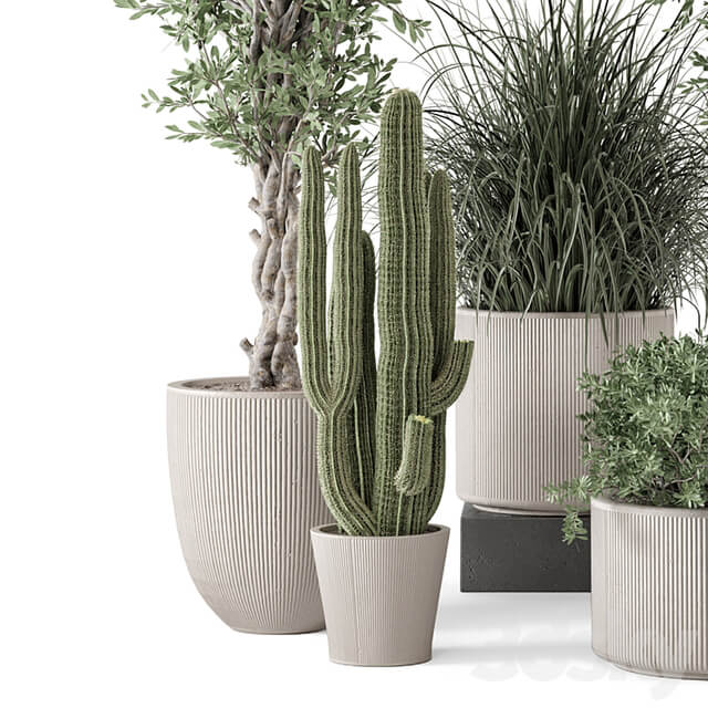 Indoor Plants in rusty Concrete Pot Set 1911