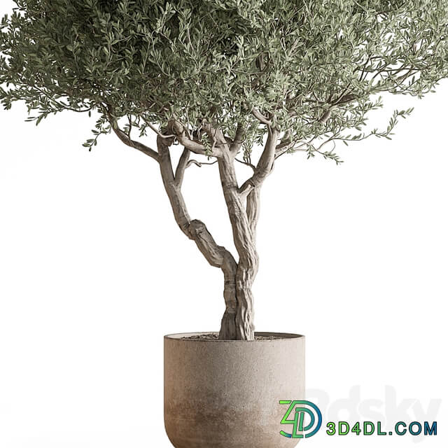 Indoor Plant 652 Tree in Pot