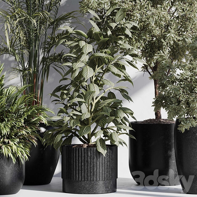 indoor plant set 85