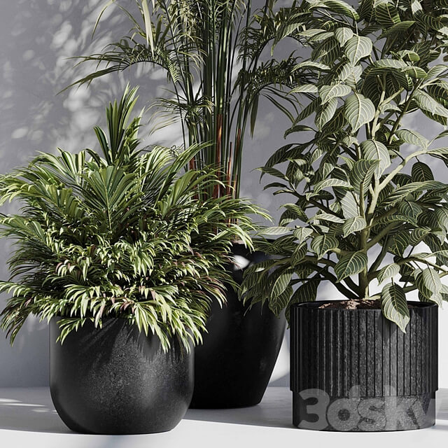 indoor plant set 85