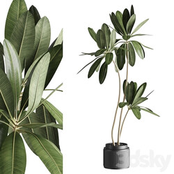 Ficus 001 