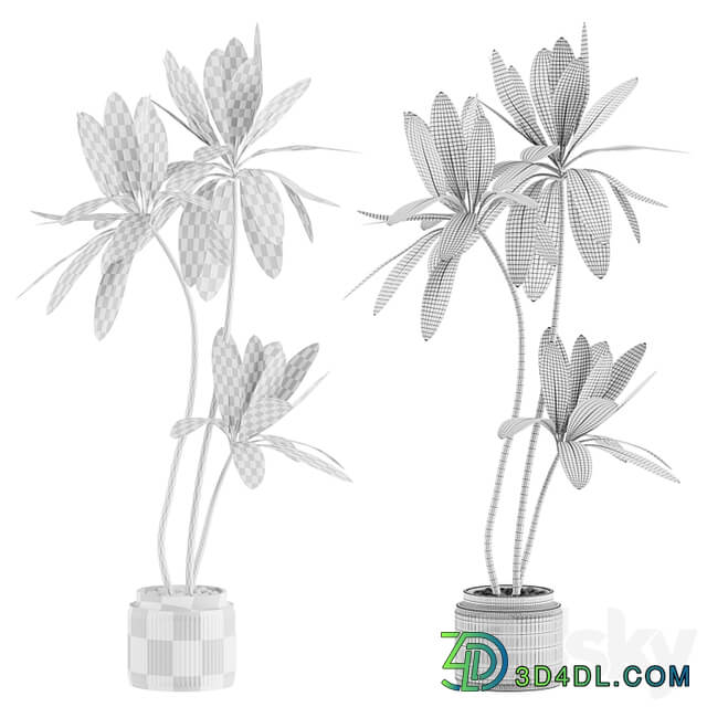 Ficus 001