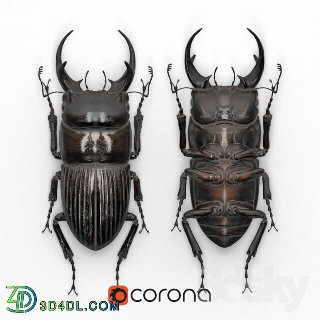 Other decorative objects Beetle in a frame Dorcus intermedius 
