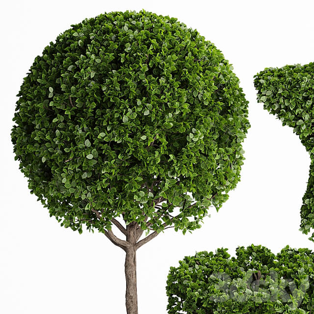 Topiary Trees 001
