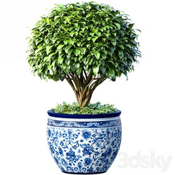 Decorative tree in an Italian vase. Indoor plant 