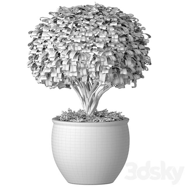 Decorative tree in an Italian vase. Indoor plant