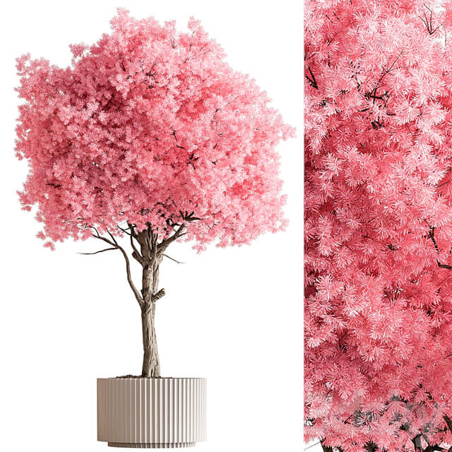 Indoor Plant 657 Pink Tree
