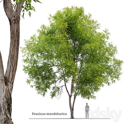 Fraxinus mandshurica 