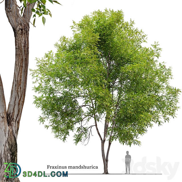 Fraxinus mandshurica