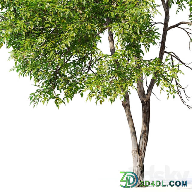 Fraxinus mandshurica