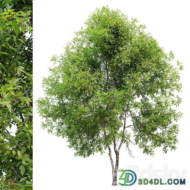 Fraxinus mandshurica