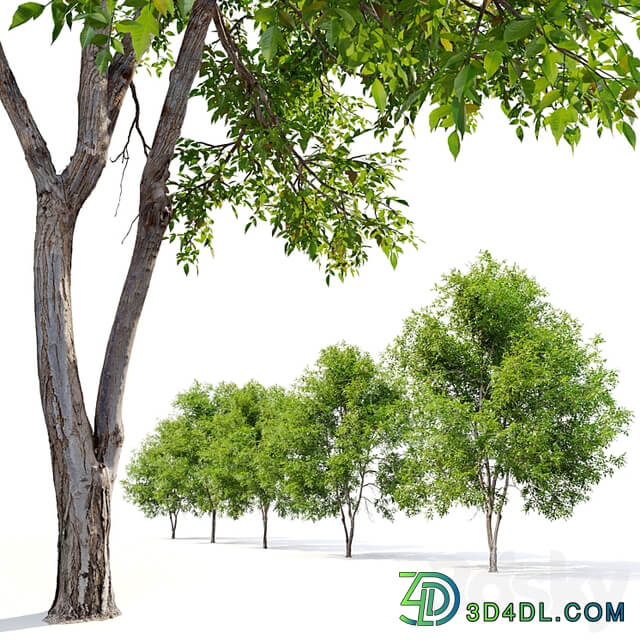 Fraxinus mandshurica