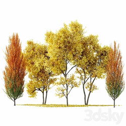 Maple Sapindaceae and Acer Saccharinum Fall trees 