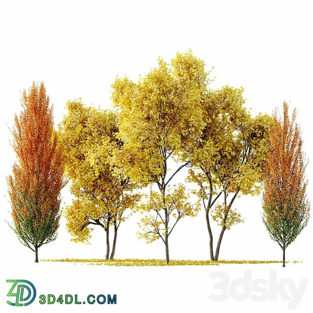Maple Sapindaceae and Acer Saccharinum Fall trees
