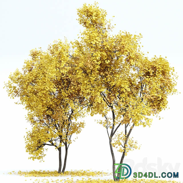 Maple Sapindaceae and Acer Saccharinum Fall trees