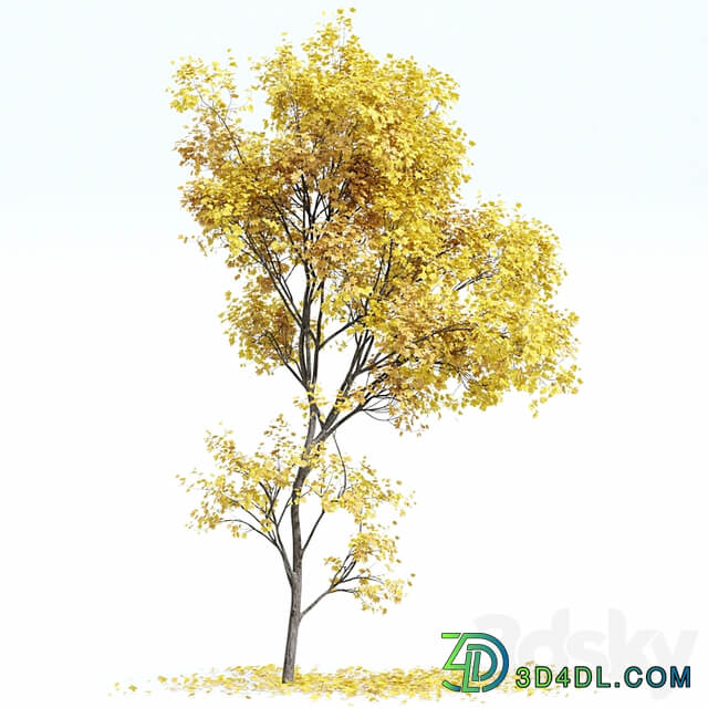 Maple Sapindaceae and Acer Saccharinum Fall trees