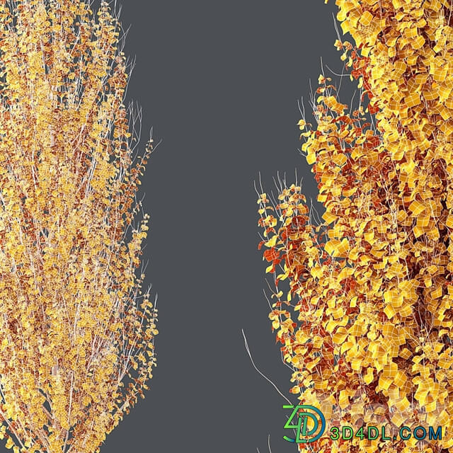 Maple Sapindaceae and Acer Saccharinum Fall trees