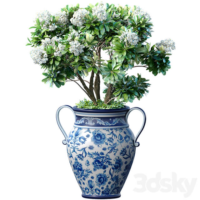 Decorative blooming garden tree with white Plumeria flowers in a vase