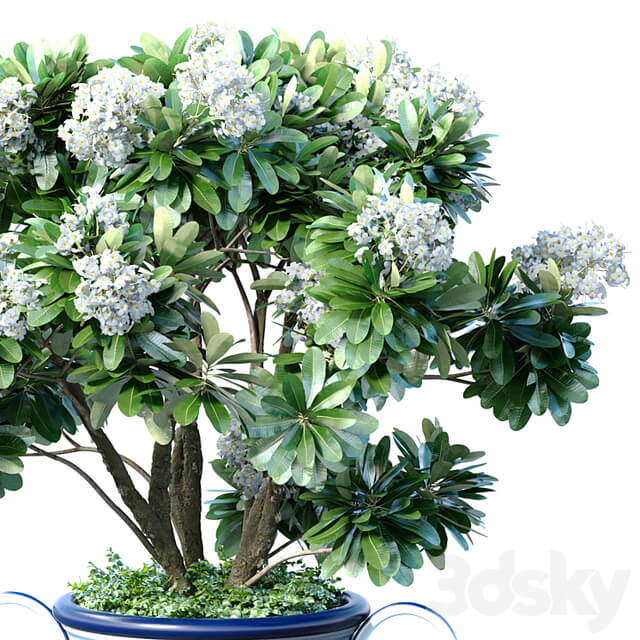 Decorative blooming garden tree with white Plumeria flowers in a vase