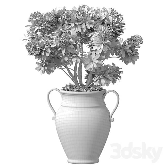 Decorative blooming garden tree with white Plumeria flowers in a vase