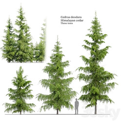 Cedrus Deodara 