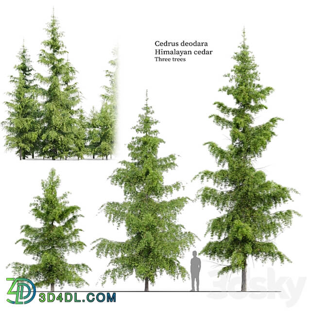 Cedrus Deodara